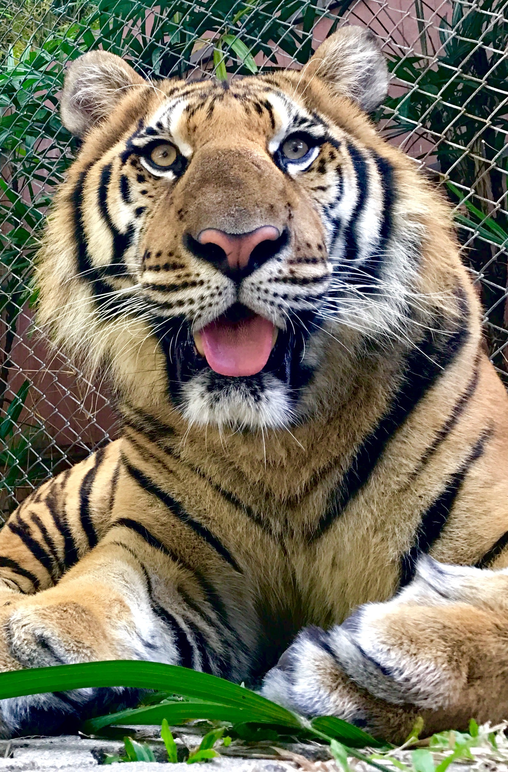 Les tigres Les tigres