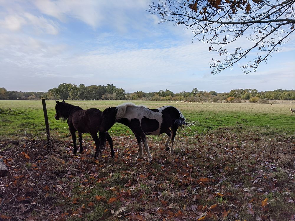 Chevaux de Sologne