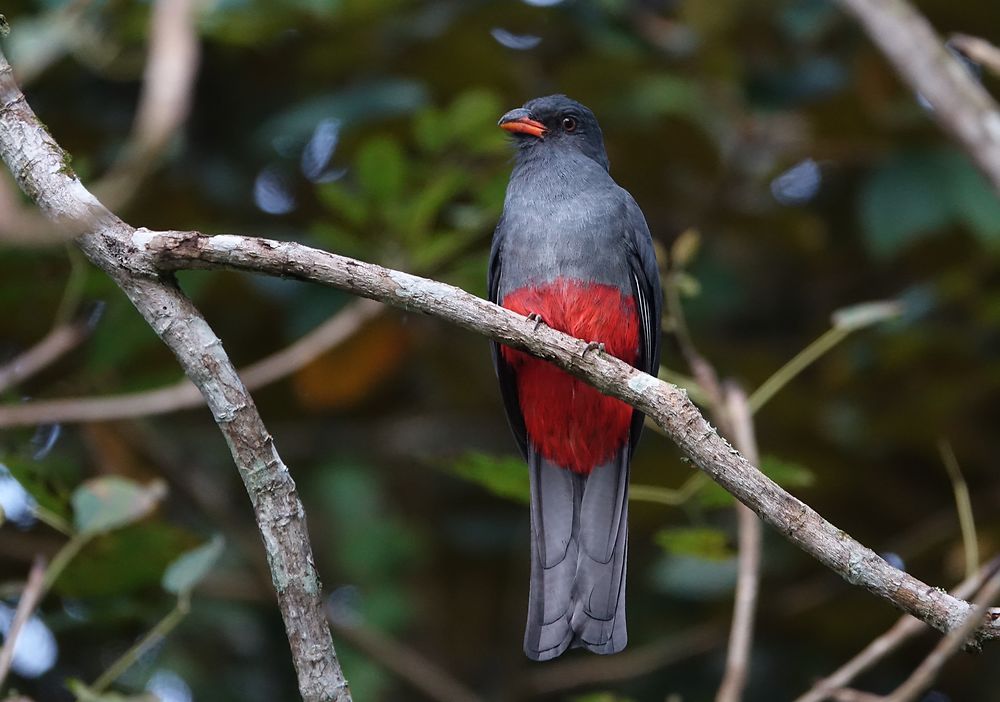 Trogon de Baird