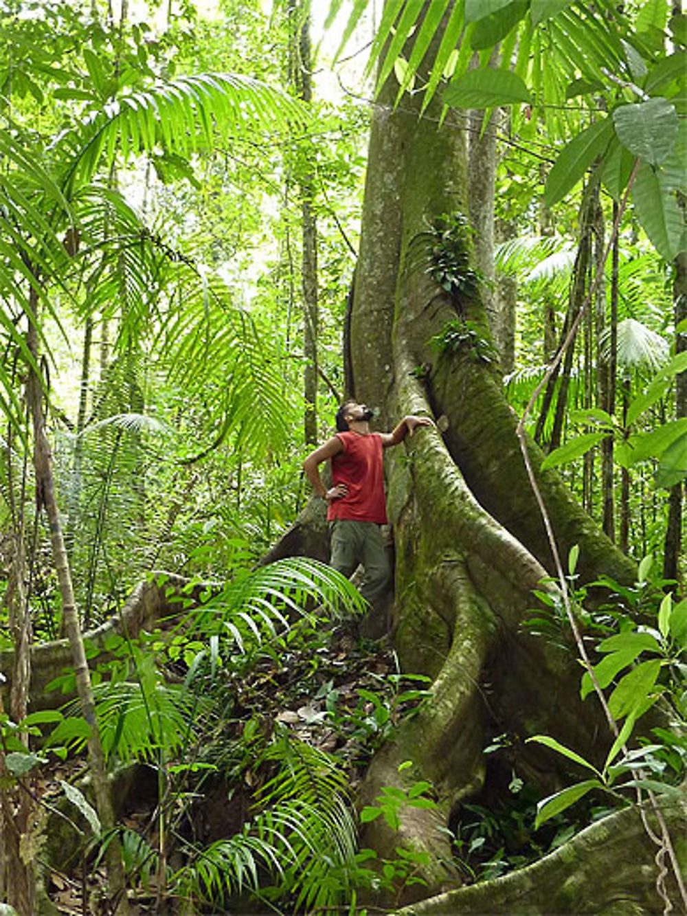 Géants du Suriname