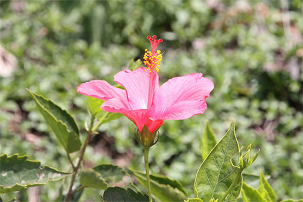 Hibiscus