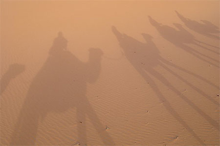 Ombres de chameaux