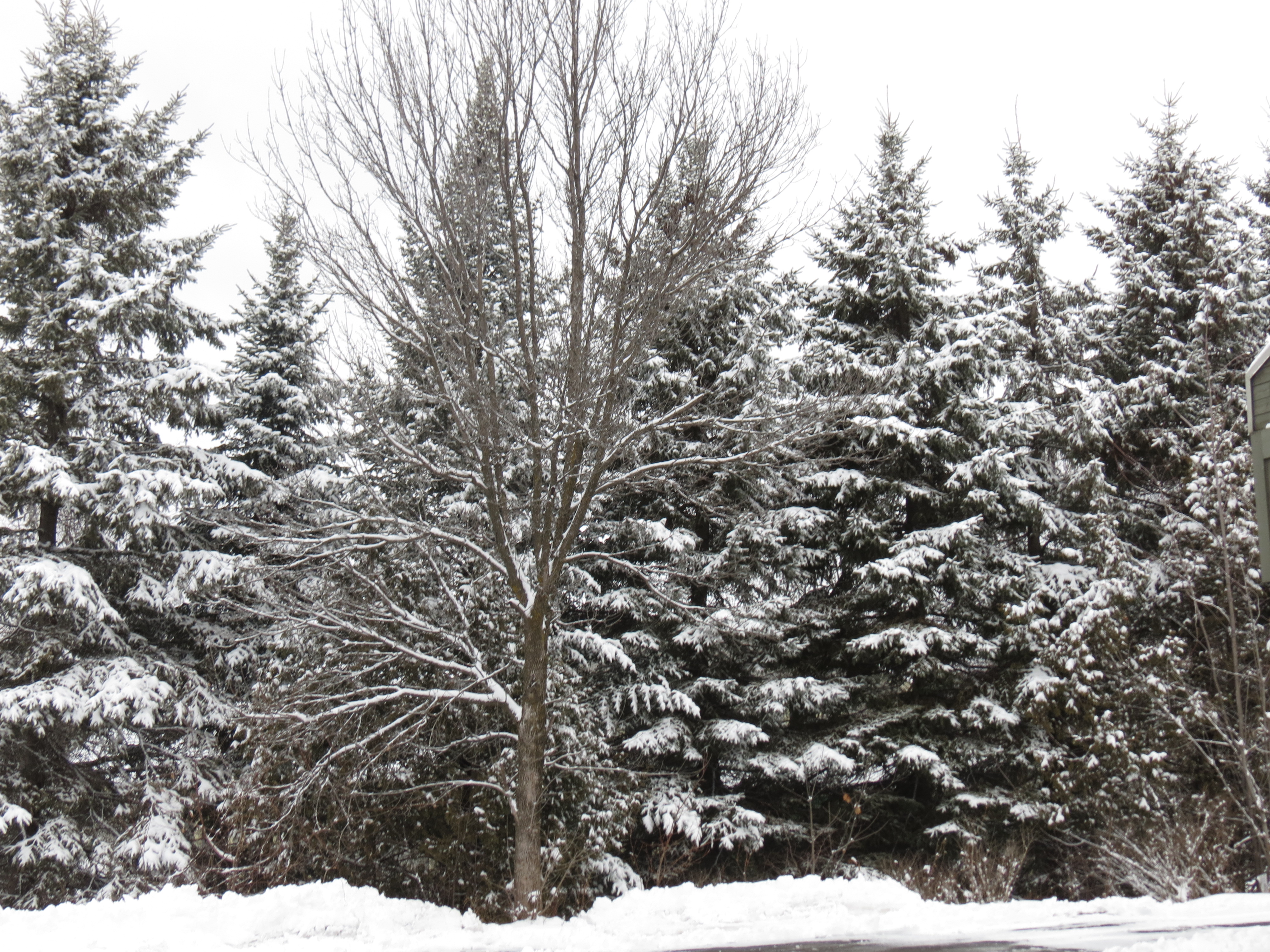 Sapins à St-Sauveur Sapins à St-Sauveur