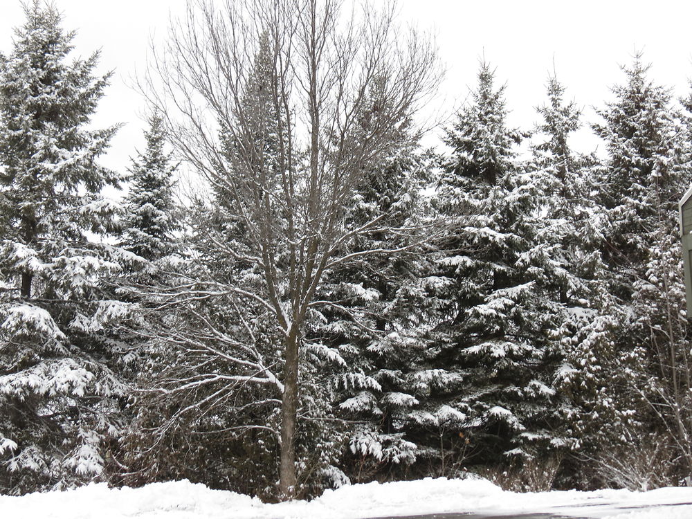 Sapins à St-Sauveur