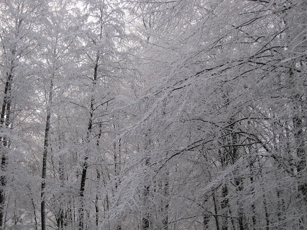 Forêt de Soigne, Bruxelles