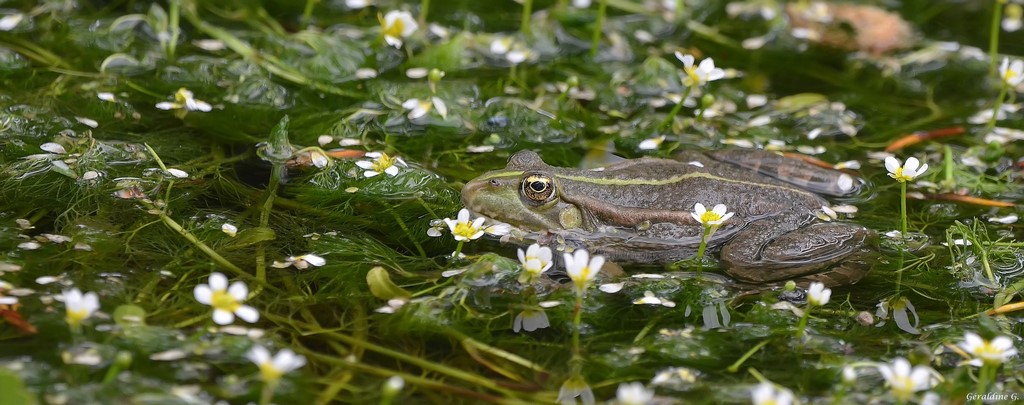 Grenouille Grenouille