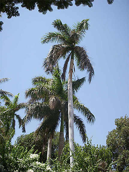 Jardin Botanique d'Assouan