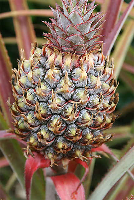 Ananas victoria (La Réunion)