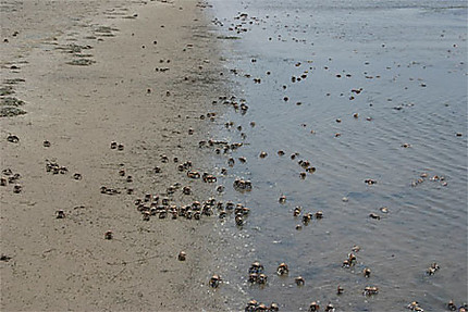 Des milliers de crabes