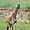 Girafe au Parc du lac Manyara
