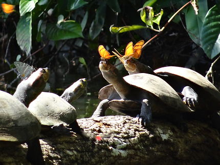 Tortues et papillons dans la réserve de Tambopata