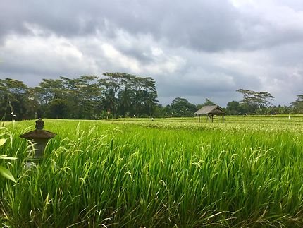 Les rizières de Keliki
