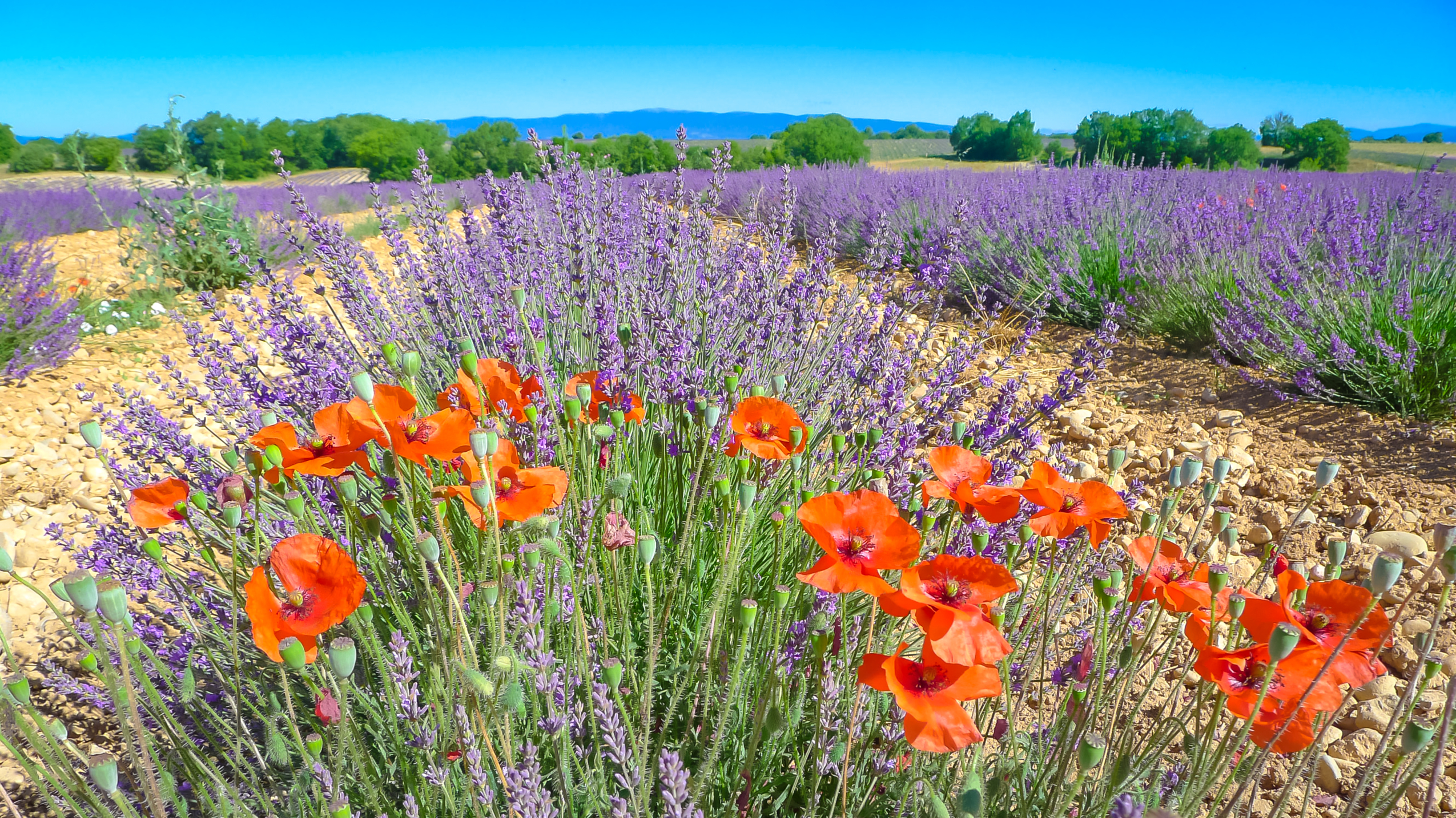 Lavandes sur le plateau de Valensole Lavandes sur le plateau de Valensole