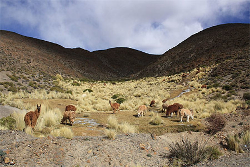 Lamas Argentins