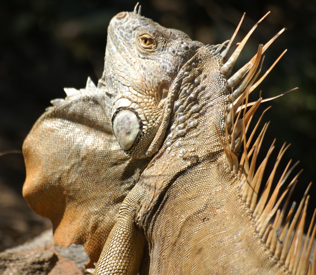 Iguanes Iguanes