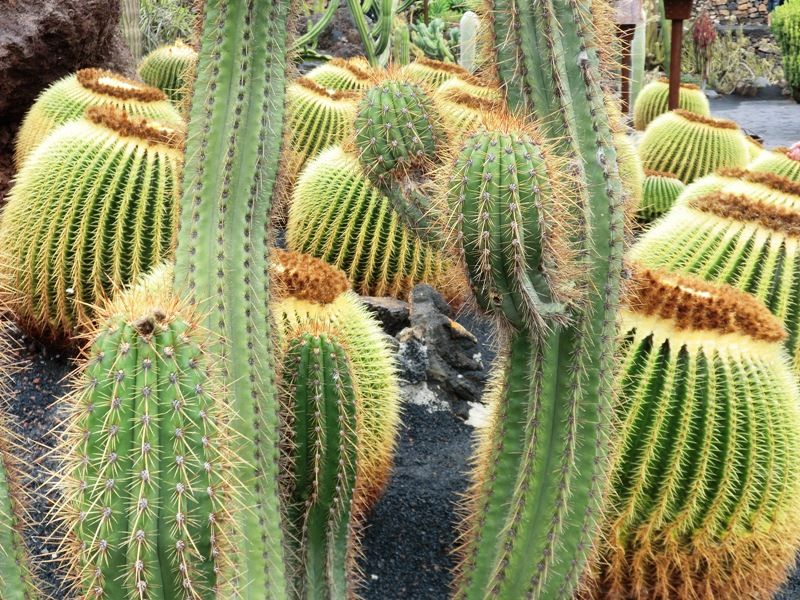Le jardin des cactus
