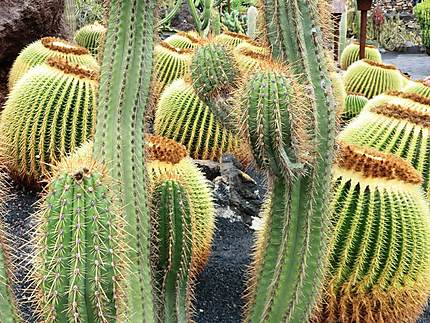 Le jardin des cactus