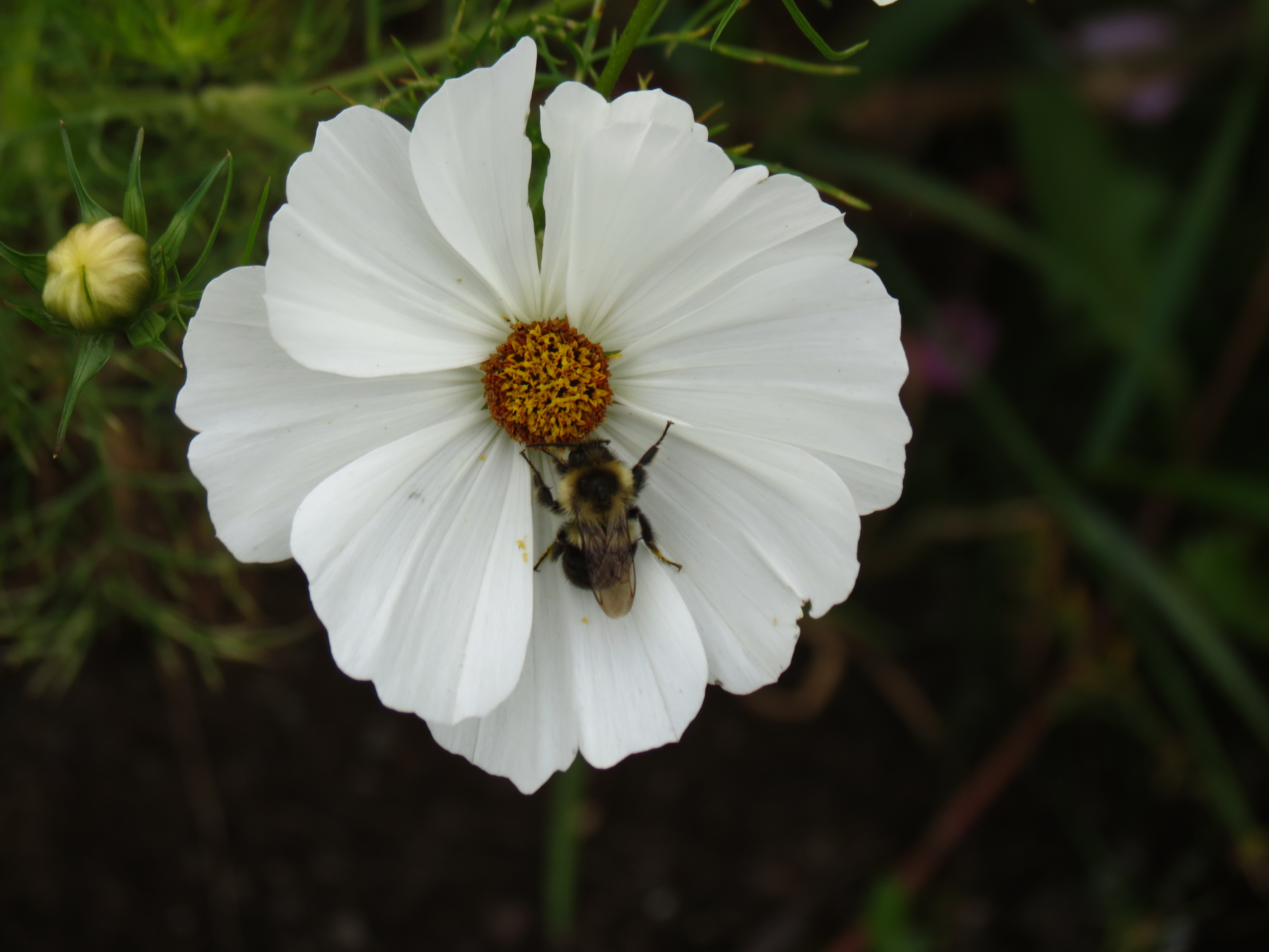 Cosmos à Mont-Joli : Insectes : Animaux : Fleurs : Animaux : Mont-Joli ...