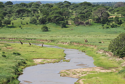 Girafes au Parc du lac Manyara