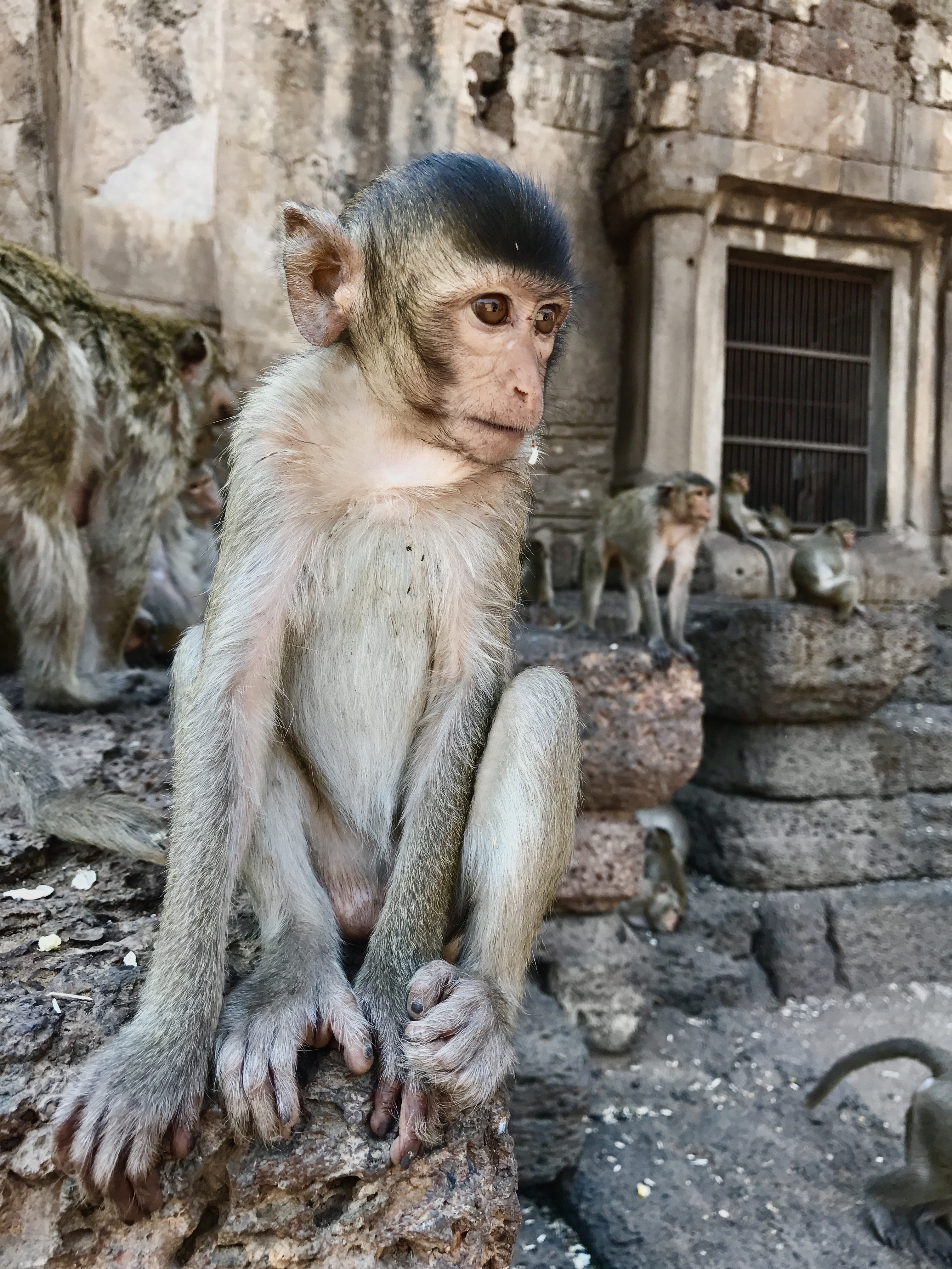 Un singe thaïlandais Un singe thaïlandais