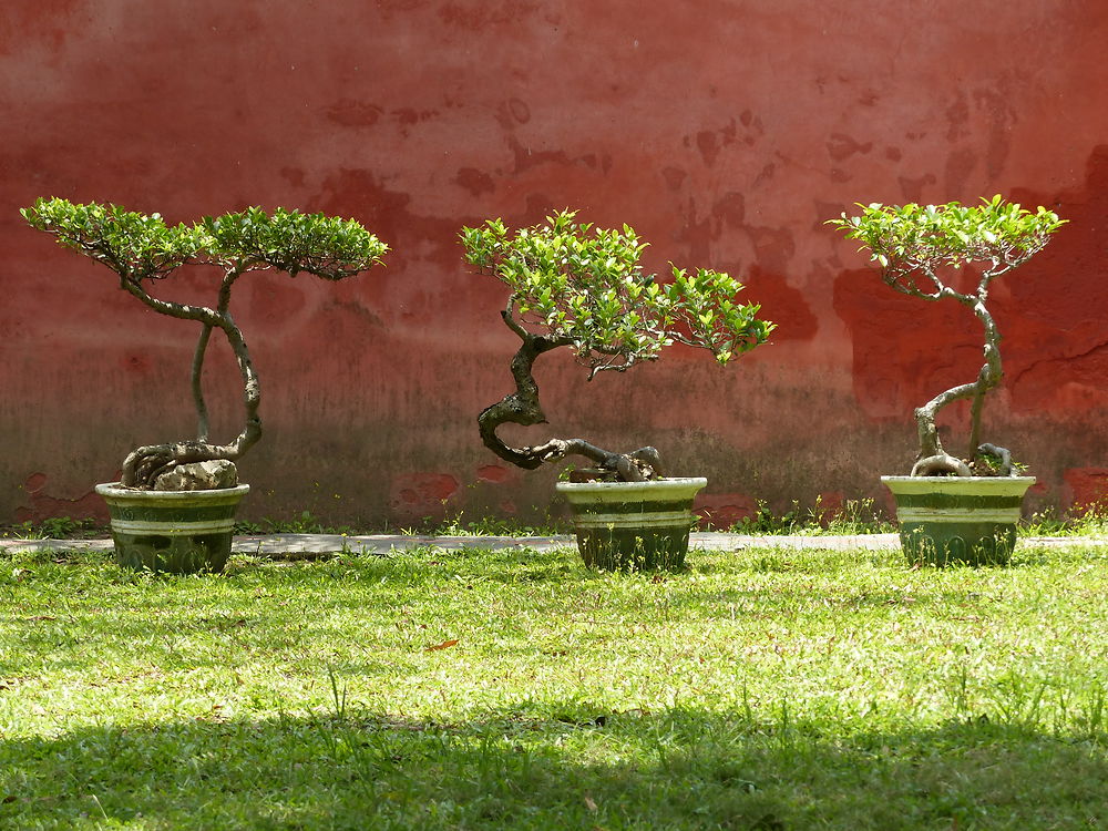 Bonsaïs à Tainan - temple de Confucius 