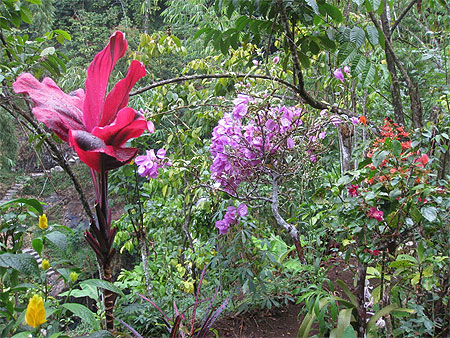 Flore aux cascades de Gitgit Flore aux cascades de Gitgit