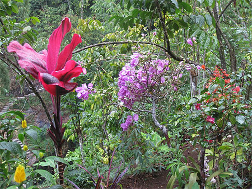 Flore aux cascades de Gitgit