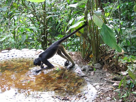 Singe araignée au refuge du liana lodge Singe araignée au refuge du liana lodge