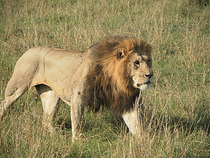 Lion en approche
