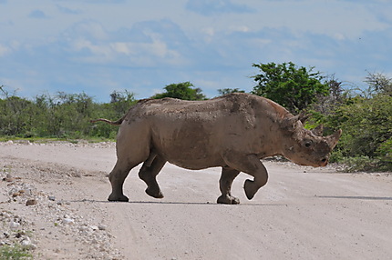 Rhino 2 tonnes