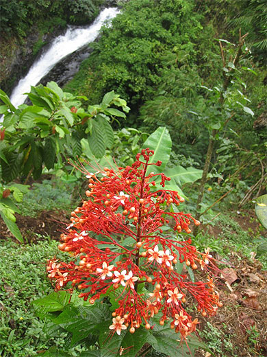 Fleur et cascade de Gitgit Fleur et cascade de Gitgit