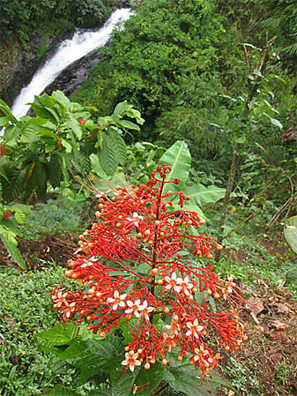 Fleur et cascade de Gitgit