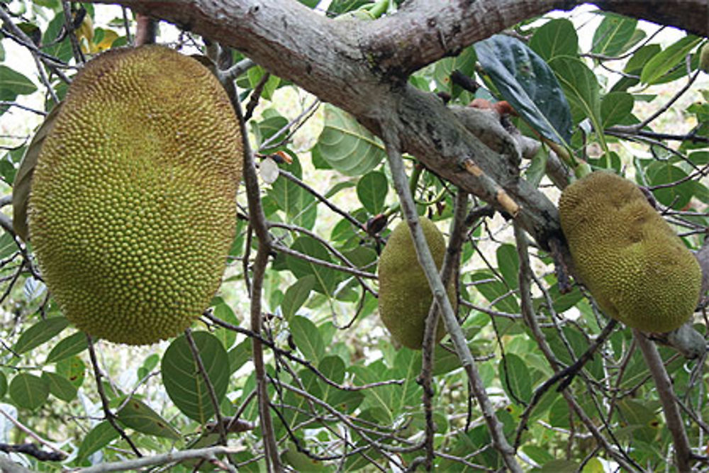 Le jacquier (La Réunion)