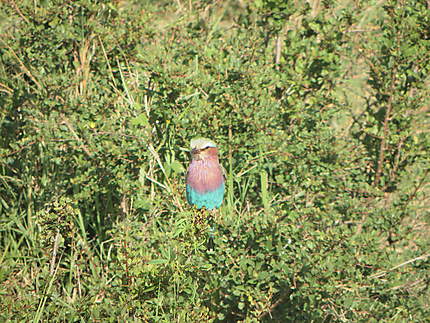 Oiseau de Massaï-Mara