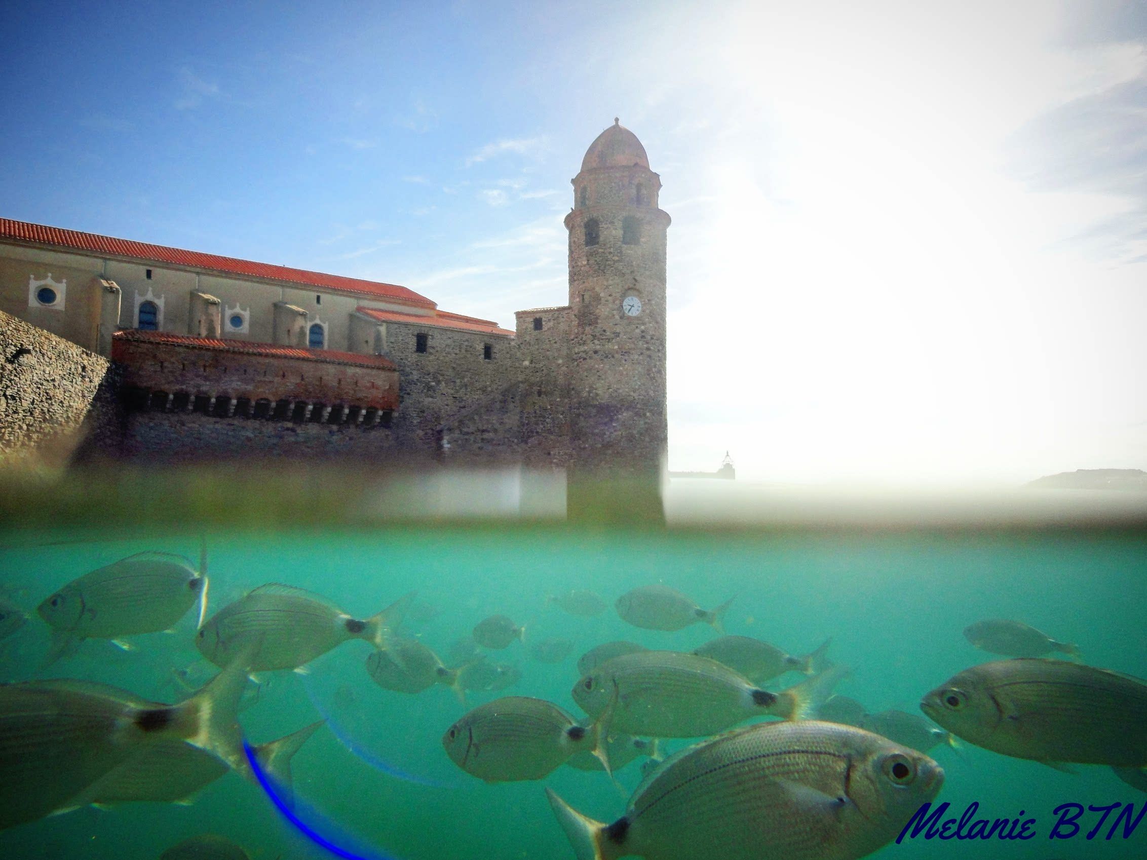 Baignade avec les poissons de Collioure !