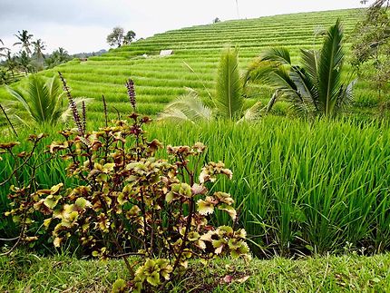 Les rizières du Belimbing