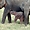 éléphants à Sigiriya