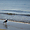 Goéland à la plage de l'Espiguette 