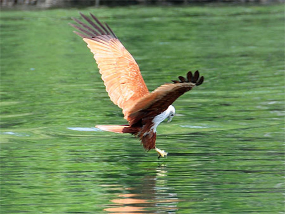 Aigle pécheur