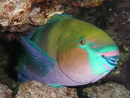 Poisson perroquet Poisson perroquet