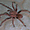 Une araignée en Martinique