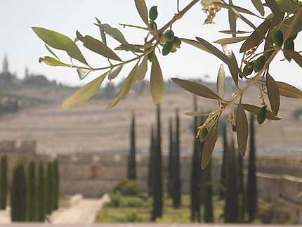 Mont des oliviers à Jérusalem 