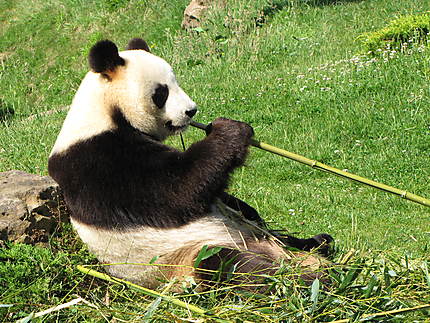 Panda Beauval