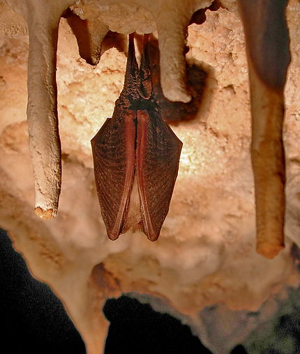 Chauve-souris dans la grotte des Marines de Siagne