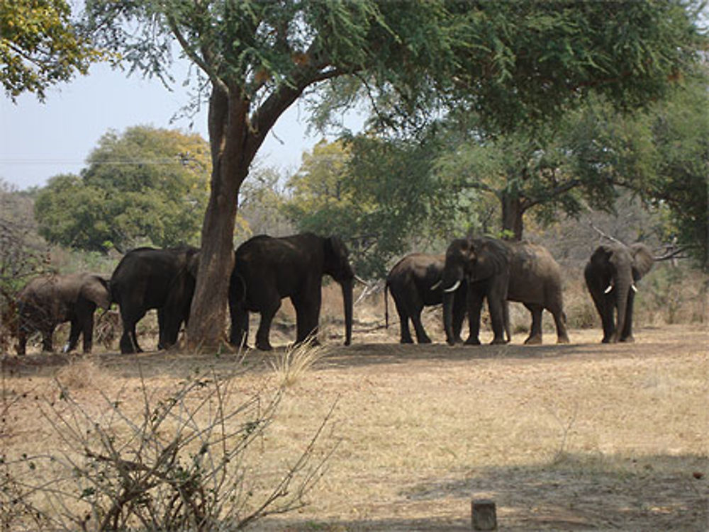 Eléphants dans le parc