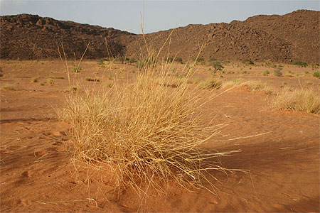 Buisson de désert Buisson de désert