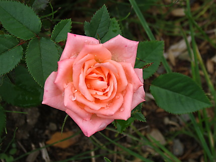 Rose à Mont-Joli