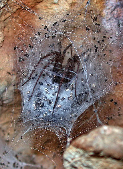 Araignée dans la grotte de Marines de Siagne