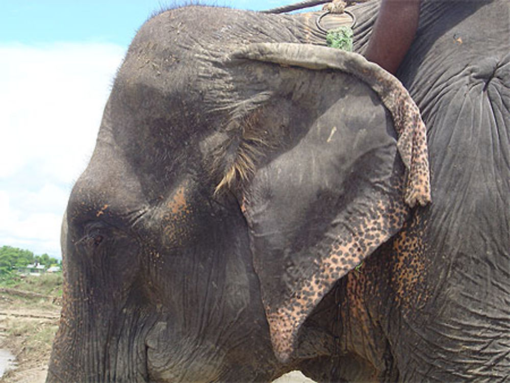 Eléphant à Chitwan