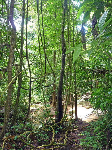 Dans le Namtok Pacharoen National Park Tak, près de Mae Sot Dans le Namtok Pacharoen National Park Tak, près de Mae Sot